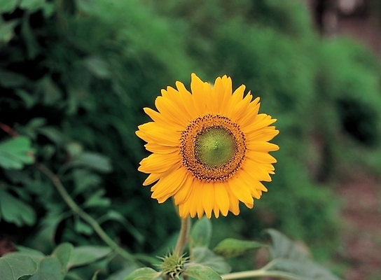 포토 JPG 주간 식물 꽃 줄기 배경화면 백그라운드 잎 한송이 여름꽃 자연 나뭇잎 해바라기 풍경 사람없음 야외 노란색 국내포토 자연요소 1 컬러 생태계 송이 파일형식 여름_계절