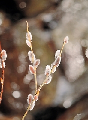 포토 JPG 주간 식물 줄기 배경화면 백그라운드 자연 풍경 사람없음 야외 새싹 꽃봉오리 국내포토 자연요소 꽃 생태계 파일형식