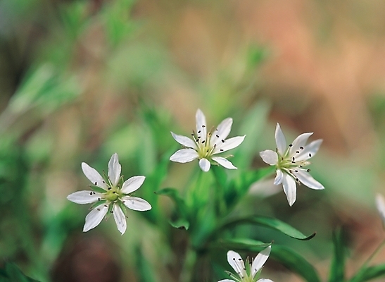포토 JPG 주간 식물 꽃 줄기 배경화면 여러송이 백그라운드 잎 자연 풍경 사람없음 야외 흰색 국내포토 자연요소 컬러 다수 생태계 파일형식