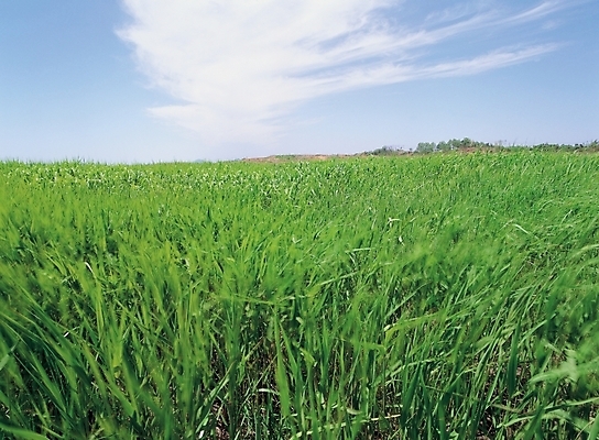 포토 JPG 주간 식물 구름 사계절 계절 배경화면 백그라운드 자연 하늘 풍경 초원 사람없음 야외 여름 목초지 국내포토 자연요소 목장 생태계 파일형식 초원_자연