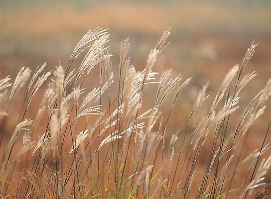 포토 JPG 주간 식물 사계절 계절 자연 갈대 사람없음 야외 가을 국내포토 자연요소 생태계 파일형식
