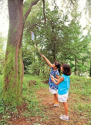 포토 JPG 주간 나무 식물 사계절 계절 여자 어린이 자연 산 여러그루 사람 소녀 야외 두명 여름 숲 곤충채집 채집망 여자만 어린이만 소녀만 국내포토 자연요소 다수 곤충 수집 생태계 파일형식
