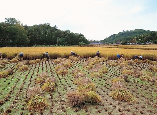 포토 JPG 주간 나무 식물 구름 농업 자연 하늘 산 논 사람 풍경 야외 농작물 농사 추수 벼 농촌 시골 볏짚 농부 국내포토 자연요소 직업 산업 곡류 짚 생태계 파일형식