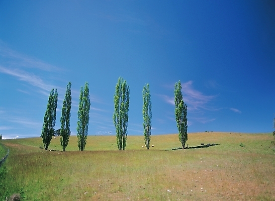 포토 JPG 주간 나무 식물 구름 배경화면 백그라운드 자연 하늘 여러그루 풍경 초원 사람없음 야외 목초지 국내포토 자연요소 다수 목장 생태계 파일형식 초원_자연
