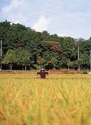 포토 JPG 주간 나무 식물 백그라운드 농업 자연 하늘 산 논 풍경 초원 사람없음 야외 벼 농촌 시골 숲 허수아비 국내포토 자연요소 산업 곡류 생태계 파일형식