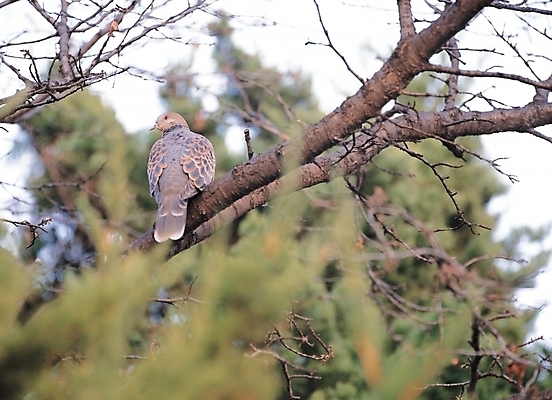 포토 JPG 주간 나무 식물 동물 척추동물 한마리 자연 조류 하늘 사람없음 야외 나뭇가지 국내포토 자연요소 1 생태계 파일형식