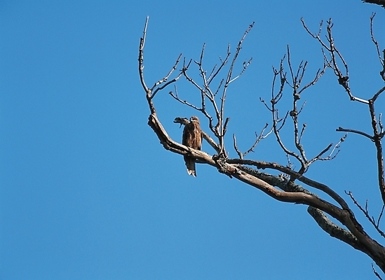 포토 JPG 주간 나무 식물 동물 척추동물 한마리 배경화면 백그라운드 자연 조류 하늘 풍경 사람없음 야외 나뭇가지 국내포토 자연요소 1 생태계 파일형식