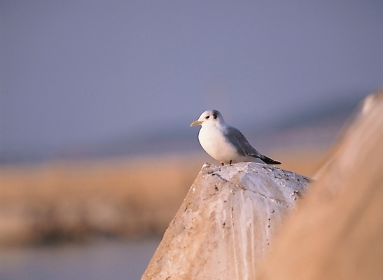 포토 JPG 주간 동물 척추동물 한마리 배경화면 백그라운드 자연 조류 풍경 사람없음 야외 국내포토 자연요소 1 생태계 파일형식