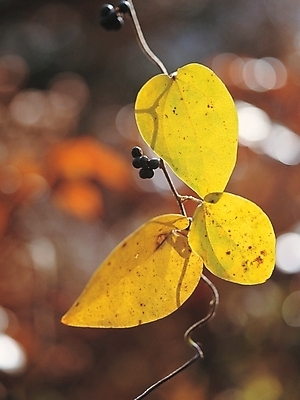 포토 JPG 주간 식물 줄기 배경화면 백그라운드 잎 자연 나뭇잎 풍경 사람없음 야외 국내포토 자연요소 생태계 파일형식