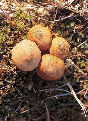 포토 JPG 주간 식물 배경화면 백그라운드 풍경 사람없음 야외 버섯 국내포토 자연요소 파일형식