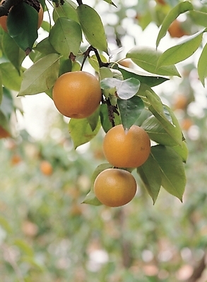 포토 JPG 주간 식물 열매 음식 줄기 배경화면 백그라운드 잎 과일 나뭇잎 풍경 사람없음 야외 농작물 나뭇가지 배 과수원 국내포토 자연요소 나무 농업 파일형식