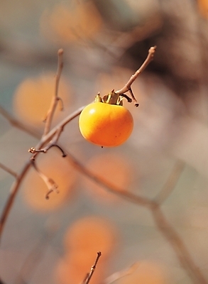포토 JPG 주간 나무 식물 계절 열매 음식 배경화면 백그라운드 과일 감 풍경 사람없음 야외 농작물 가을 나뭇가지 감나무 국내포토 자연요소 농업 파일형식