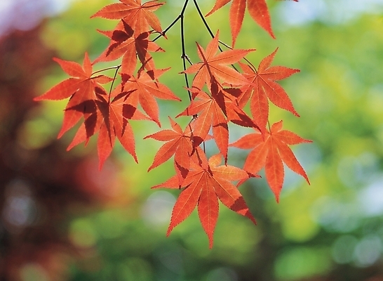 포토 JPG 주간 나무 식물 사계절 계절 배경화면 백그라운드 단풍 잎 자연 단풍나무 나뭇잎 풍경 사람없음 야외 가을 나뭇가지 국내포토 자연요소 생태계 파일형식
