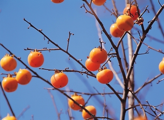 포토 JPG 주간 나무 식물 계절 열매 음식 배경화면 백그라운드 과일 하늘 감 풍경 사람없음 야외 농작물 가을 나뭇가지 감나무 국내포토 자연요소 농업 파일형식