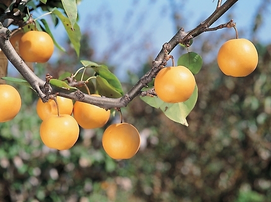 포토 JPG 주간 나무 식물 열매 음식 배경화면 백그라운드 잎 과일 하늘 나뭇잎 풍경 사람없음 야외 농작물 나뭇가지 배 과수원 국내포토 자연요소 농업 파일형식