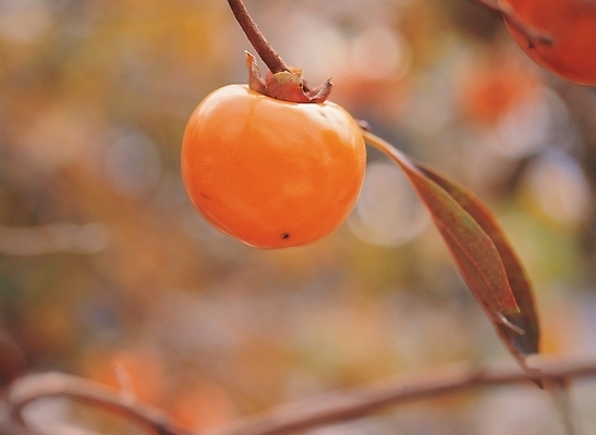 포토 JPG 주간 식물 계절 열매 음식 배경화면 백그라운드 잎 과일 나뭇잎 감 풍경 사람없음 야외 농작물 가을 나뭇가지 감나무 국내포토 자연요소 나무 농업 파일형식