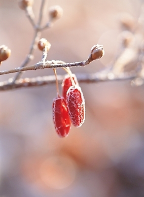 포토 JPG 주간 식물 열매 배경화면 백그라운드 겨울 풍경 사람없음 야외 나뭇가지 서리 국내포토 자연요소 나무 계절 파일형식