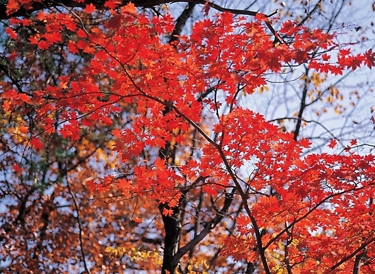 포토 JPG 주간 나무 식물 사계절 계절 배경화면 백그라운드 단풍 잎 자연 단풍나무 나뭇잎 풍경 사람없음 야외 가을 나뭇가지 국내포토 자연요소 생태계 파일형식