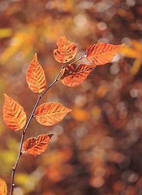 포토 JPG 주간 나무 식물 사계절 계절 배경화면 백그라운드 단풍 잎 자연 단풍나무 나뭇잎 사람없음 야외 가을 나뭇가지 국내포토 자연요소 생태계 파일형식