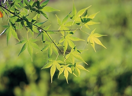 포토 JPG 주간 나무 식물 줄기 배경화면 백그라운드 단풍 잎 자연 단풍나무 나뭇잎 사람없음 야외 초록색 나뭇가지 국내포토 자연요소 컬러 생태계 파일형식