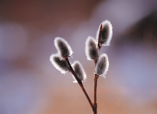 포토 JPG 주간 나무 식물 배경화면 백그라운드 자연 풍경 사람없음 야외 새싹 나뭇가지 꽃봉오리 목련 국내포토 자연요소 꽃 생태계 파일형식