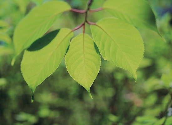 포토 JPG 주간 식물 배경화면 백그라운드 잎 자연 나뭇잎 풍경 사람없음 야외 초록색 나뭇가지 국내포토 자연요소 나무 컬러 생태계 파일형식