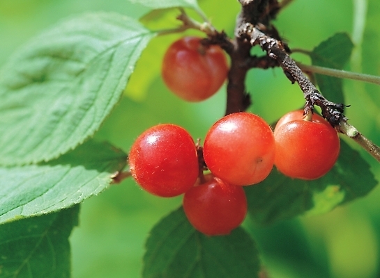포토 JPG 주간 식물 열매 음식 배경화면 백그라운드 잎 과일 나뭇잎 풍경 사람없음 야외 농작물 나뭇가지 국내포토 자연요소 나무 농업 파일형식