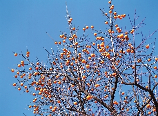 포토 JPG 주간 나무 식물 계절 열매 음식 배경화면 백그라운드 과일 하늘 감 풍경 사람없음 야외 농작물 가을 나뭇가지 감나무 국내포토 자연요소 농업 파일형식