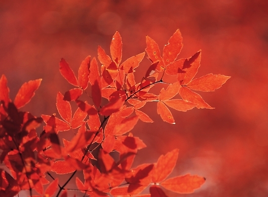 포토 JPG 주간 나무 식물 사계절 계절 배경화면 백그라운드 단풍 자연 단풍나무 나뭇잎 풍경 사람없음 야외 가을 나뭇가지 국내포토 자연요소 잎 생태계 파일형식