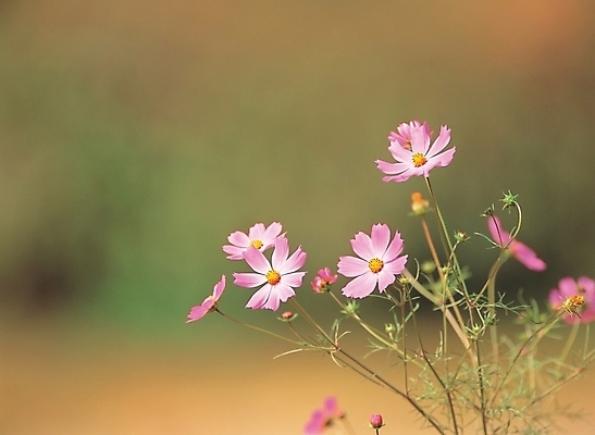 포토 JPG 주간 식물 사계절 계절 꽃 배경화면 여러송이 백그라운드 자연 가을꽃 풍경 사람없음 야외 가을 코스모스 국내포토 자연요소 다수 생태계 파일형식 가을_계절
