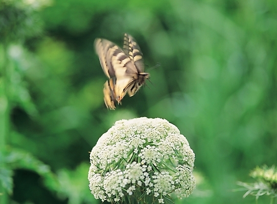 포토 JPG 주간 식물 사계절 계절 꽃 배경화면 나비 곤충 백그라운드 절지류 자연 풍경 사람없음 야외 봄 국내포토 자연요소 동물 생태계 파일형식