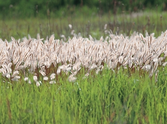 포토 JPG 주간 식물 배경화면 백그라운드 풍경 초원 사람없음 야외 풀 강아지풀 국내포토 자연요소 한해살이풀 파일형식