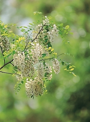 포토 JPG 주간 나무 식물 꽃 백그라운드 잎 봄꽃 자연 나뭇잎 풍경 사람없음 야외 아카시아 국내포토 자연요소 봄 생태계 파일형식