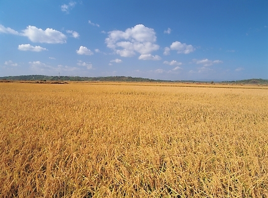 포토 JPG 주간 사계절 계절 배경화면 백그라운드 농업 자연현상 자연 곡류 논 풍경 사람없음 야외 벼 가을 추분 국내포토 자연요소 산업 절기 생태계 파일형식