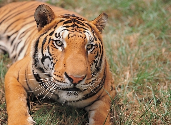 포토 JPG 주간 식물 동물 척추동물 한마리 육지동물 야생동물 포유류 초원 사람없음 야외 풀 호랑이 국내포토 자연요소 1 파일형식