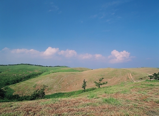 포토 JPG 주간 나무 식물 구름 배경화면 백그라운드 자연 하늘 산 풍경 잔디 초원 사람없음 야외 목초지 언덕 국내포토 자연요소 목장 생태계 파일형식 초원_자연