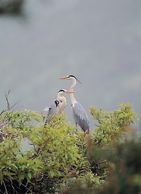 포토 JPG 주간 나무 식물 동물 척추동물 두마리 자연 조류 사람없음 야외 국내포토 자연요소 2 생태계 파일형식