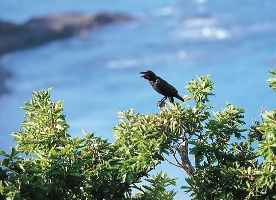 포토 JPG 주간 나무 식물 동물 척추동물 한마리 바다 배경화면 백그라운드 자연 조류 풍경 사람없음 야외 국내포토 자연요소 1 생태계 파일형식