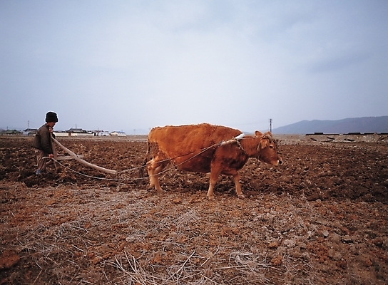 포토 JPG 주간 동물 직업 한마리 남자 산업 밭 농업 포유류 하늘 논 한명 사람 20대 성인 야외 농사 가축 소 농부 황소 밭갈이 남자만 남자한명만 성인남자만 청년만 청년남자만 청년남자한명만 성인한명만 성인남자한명만 성인만 국내포토 자연요소 1 청년 파일형식