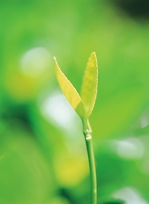 포토 JPG 주간 식물 사계절 계절 배경화면 백그라운드 자연 근접촬영 사람없음 야외 초록색 새싹 봄 국내포토 자연요소 뷰포인트 컬러 생태계 파일형식