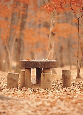 포토 JPG 주간 나무 식물 사계절 계절 공원 배경화면 백그라운드 단풍 낙엽 벤치 의자 자연현상 자연 탁자 여러그루 풍경 사람없음 야외 정원 가을 도시 숲 국내포토 자연요소 공공시설 가구 다수 잎 생태계 파일형식