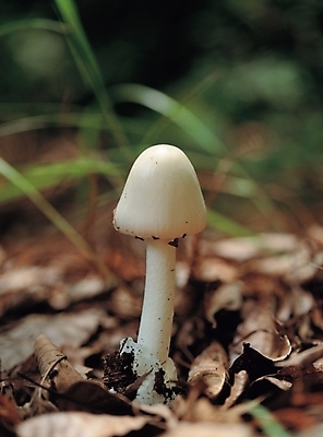 포토 JPG 주간 식물 음식 낙엽 사람없음 야외 버섯 풀 국내포토 자연요소 잎 파일형식