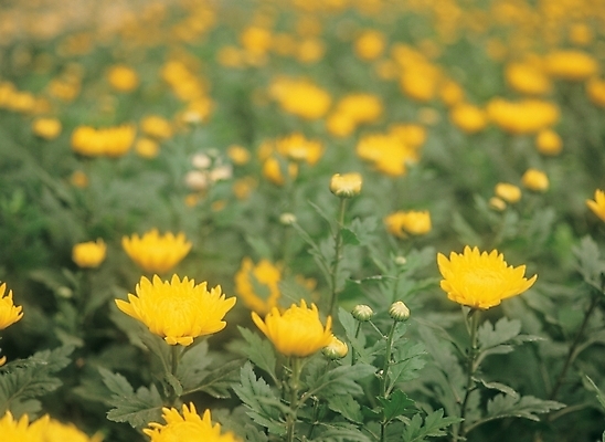포토 JPG 주간 식물 꽃 배경화면 여러송이 백그라운드 잎 자연 국화 가을꽃 풍경 사람없음 야외 노란색 국내포토 자연요소 컬러 다수 생태계 파일형식 가을_계절