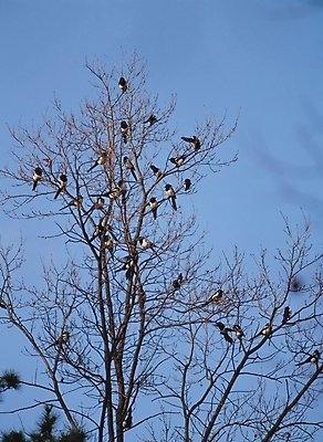 포토 JPG 주간 나무 식물 동물 척추동물 배경화면 백그라운드 여러마리 자연 조류 하늘 풍경 사람없음 야외 까치 국내포토 자연요소 다수 생태계 파일형식
