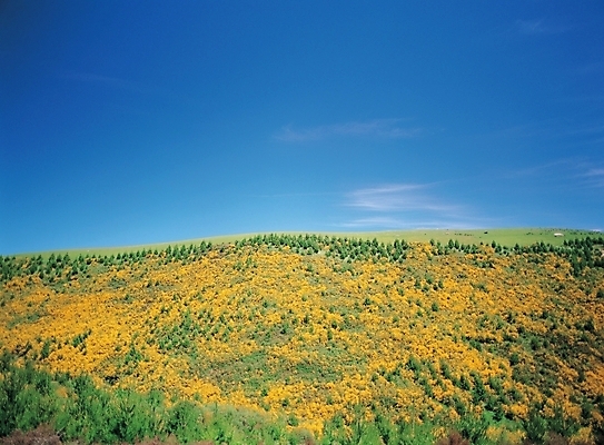 포토 JPG 주간 나무 식물 구름 배경화면 백그라운드 꽃밭 자연 하늘 산 풍경 사람없음 야외 언덕 국내포토 자연요소 꽃 생태계 파일형식