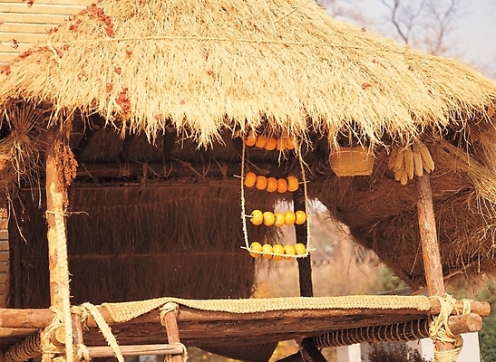 포토 JPG 주간 전통 시설물 건축물 건축 배경화면 백그라운드 고건축 한국건축 자연 주택 건조 한국 초가집 풍경 사람없음 야외 건물 동양건축 시골 곶감 건과일 국내포토 자연요소 아시아 과일 한옥 감 생태계 파일형식 동양