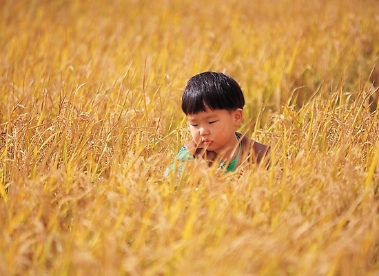 포토 JPG 주간 식물 사계절 계절 남자 초등학생 어린이 농업 자연 논 갈대 한명 사람 소년 야외 벼 가을 남자만 남자한명만 어린이만 소년만 소년한명만 국내포토 자연요소 1 학생 산업 곡류 생태계 파일형식