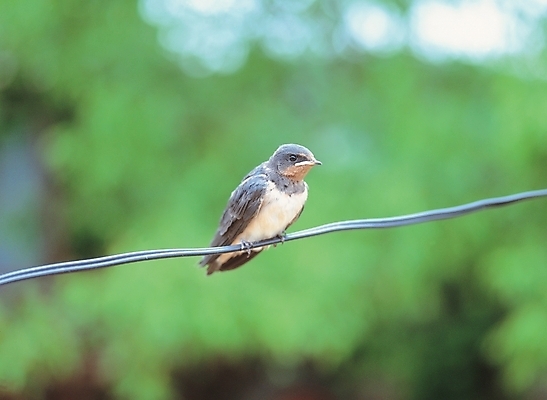 포토 JPG 주간 동물 척추동물 한마리 자연 조류 사람없음 야외 전선 참새 국내포토 자연요소 1 생태계 파일형식
