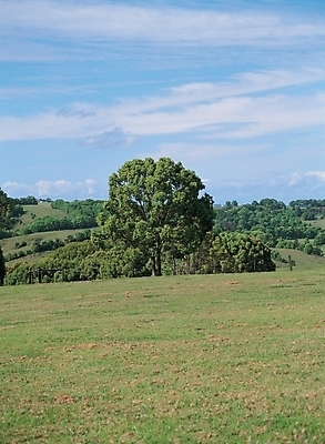 포토 JPG 주간 나무 식물 구름 배경화면 백그라운드 자연 하늘 여러그루 풍경 잔디 초원 사람없음 야외 풀 국내포토 자연요소 다수 생태계 파일형식