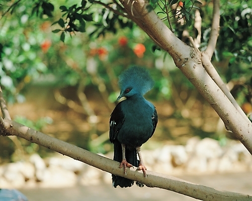 포토 JPG 주간 나무 식물 동물 척추동물 한마리 잎 자연 조류 나뭇잎 사람없음 야외 나뭇가지 국내포토 자연요소 1 생태계 파일형식